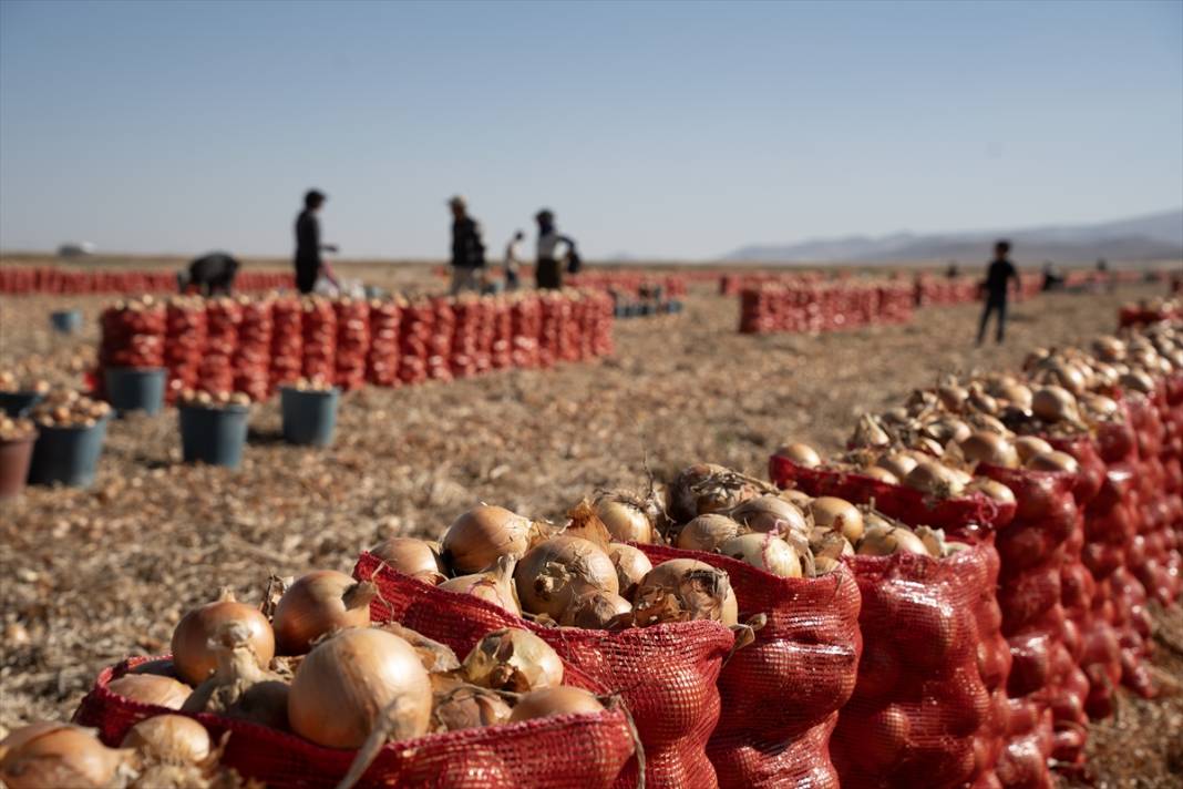 Konya Ovası’nda tablo gibi hasat 26